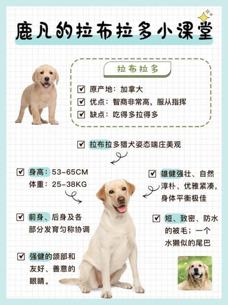 养拉布拉多最大的忌讳(关于养拉布拉多的知识)