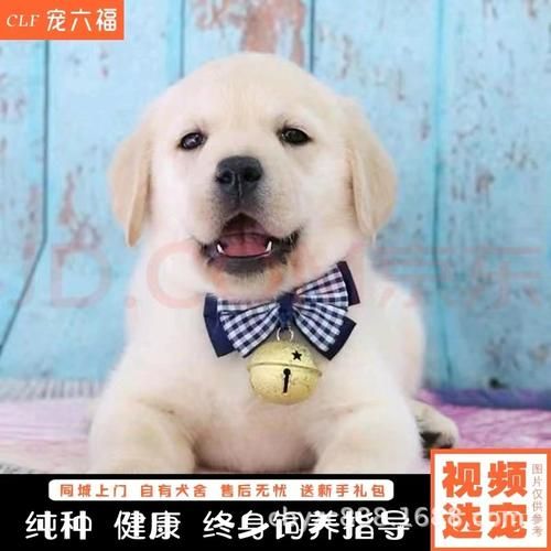 十大最护主的狗(拉布拉多可以穷养吗)