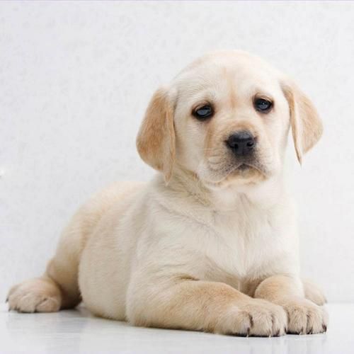 小拉布拉多犬图片 幼犬(拉布拉多幼犬的图片)