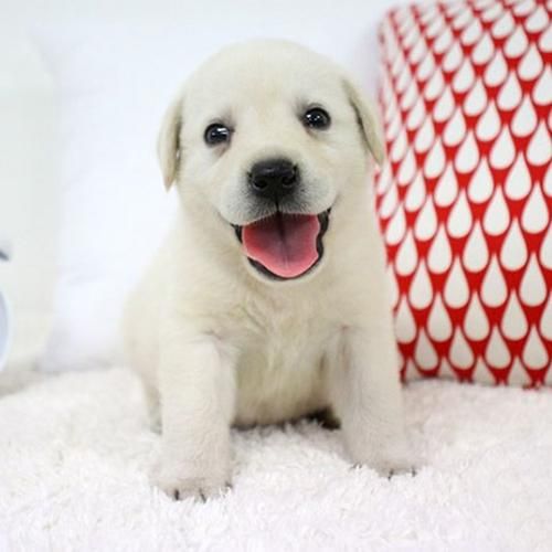 小拉布拉多犬图片 幼犬(拉布拉多幼犬的图片)