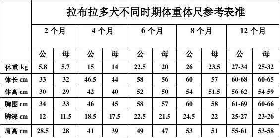 怎么看拉布拉多的年龄表(怎么看拉布拉多的年龄图片)