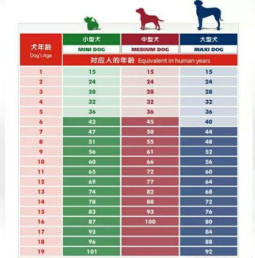 怎么看拉布拉多的年龄表(怎么看拉布拉多的年龄图片)