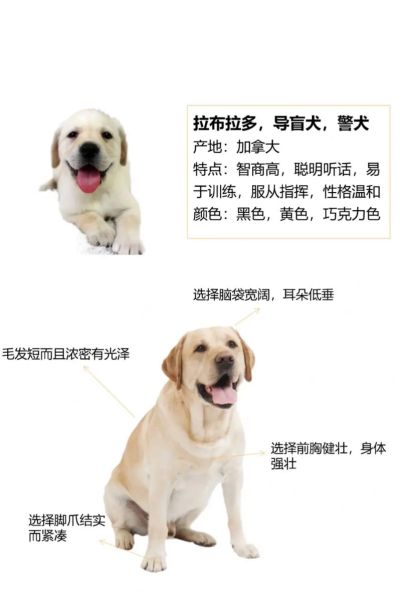 怎么辨别是不是拉布拉多(怎么判定是不是拉布拉多)