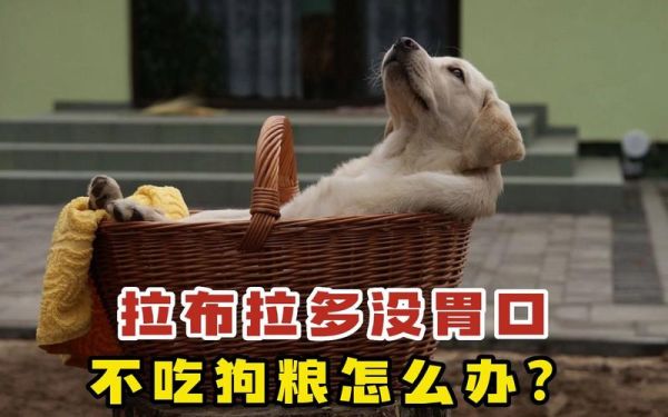 拉布拉多不吃狗粮会怎么样(拉布拉多不吃狗粮怎么办)