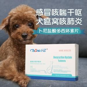 拉布拉多咳嗽吃什么药好得快(拉布拉多窝咳吃什么药)