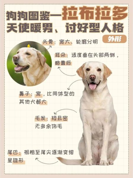 拉布拉多品种介绍图(拉布拉多犬品性)