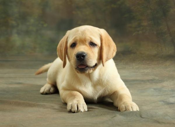 拉布拉多德利犬吧(拉布拉多德利犬小狗多少钱)