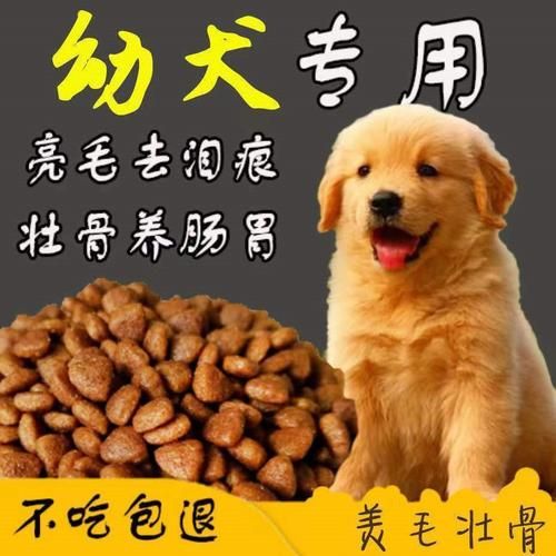 拉布拉多怎么喂狗粮(两个月的拉布拉多怎么喂养)