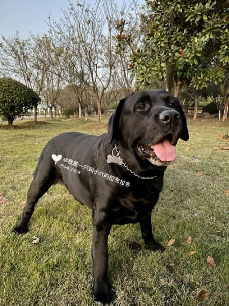 拉布拉多犬多少钱一个(拉布拉多价值多少钱)