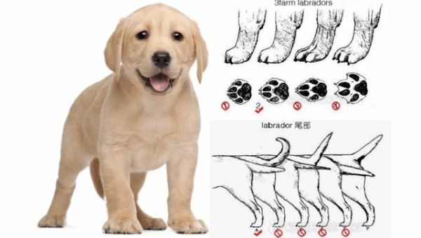 拉布拉多犬如何看纯不纯(拉布拉多犬怎么看品质)