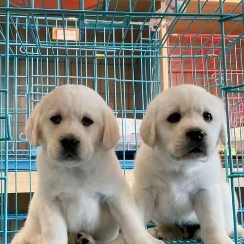 拉布拉多犬幼崽一天喂几次(拉布拉多犬幼崽图片)