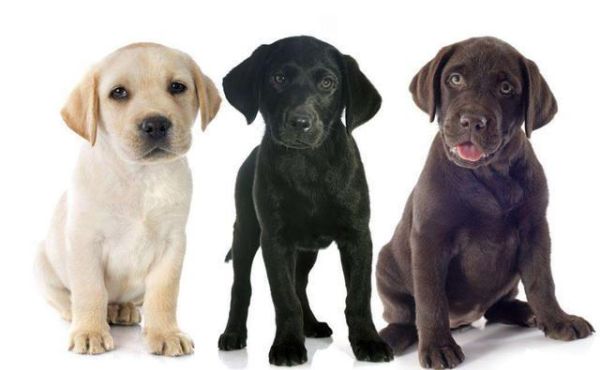 拉布拉多犬的颜色有几种(拉布拉多犬的颜色分几种)