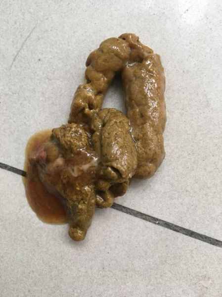拉布拉多的便便是稀的(拉布拉多大便有点稀)