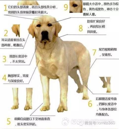 拉布拉多纯种怎么分辨纯不纯(拉布拉多纯与不纯对照)