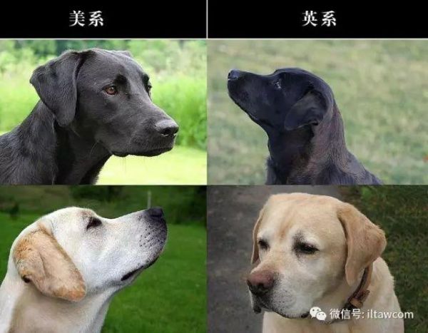 拉布拉多英系美系哪个好(拉布拉多英系美系区别 图片)