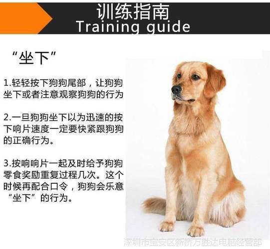 拉布拉多训犬教程图片(拉布拉多训犬教程视频)