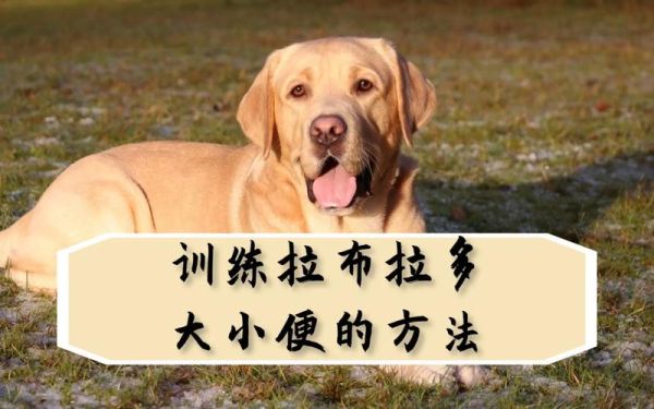 拉布拉多训练视频免费(拉布拉多犬训练方法视频)