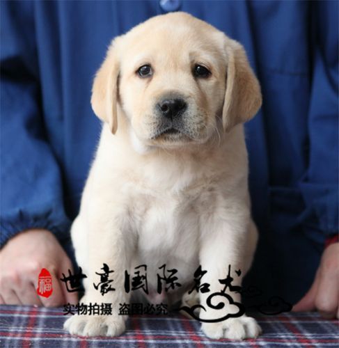 拉布拉多赛级犬和普通犬区别(赛级拉布拉多多少钱一只)