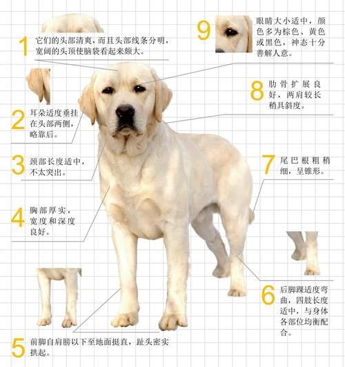 拉布拉多赛级犬和普通犬区别(赛级拉布拉多多少钱一只)