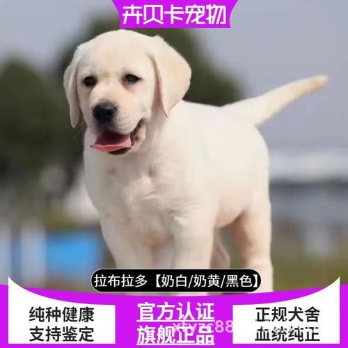 拉布拉多饲养方法视频(拉布拉多饲养方法大全)