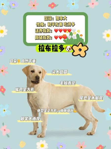 拉布拉多饲养方法视频(拉布拉多饲养方法大全)