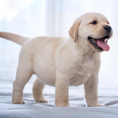 纯拉布拉多犬图片大全(拉布拉多犬图片大全大图高清)
