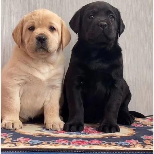 纯拉布拉多犬图片大全(拉布拉多犬图片大全大图高清)