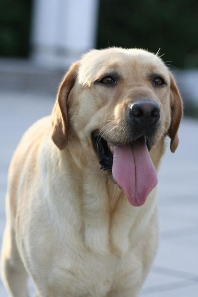 纯种拉布拉多犬图片 特征(纯拉布拉多犬图片大全大图)