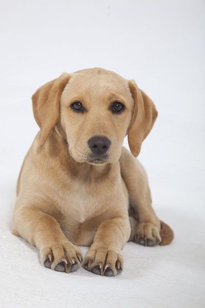 纯种拉布拉多犬图片 特征(纯拉布拉多犬图片大全大图)