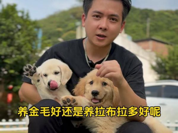 金毛拉布拉多串串(金毛拉布拉多哪个好)