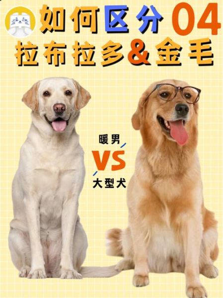 金毛跟拉布拉多有区别吗(金毛与拉布拉多的区别在哪里)
