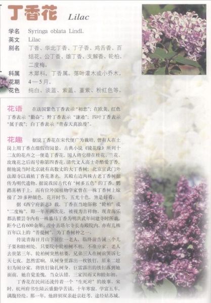 丁香什么时候开花春天还是夏天(丁香花的寓意和象征)