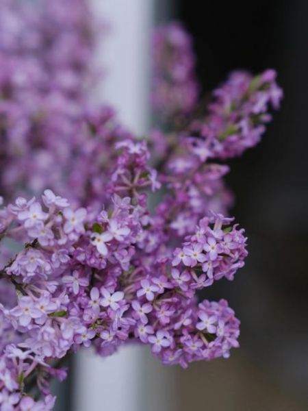 丁香什么时候开花春天还是夏天(丁香花的寓意和象征)