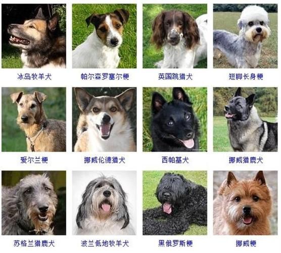 宠物狗的名字怎么取最呆萌,宠物狗的名字有哪些