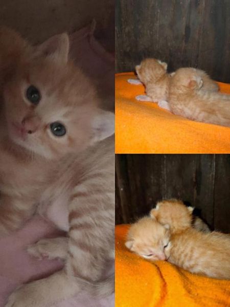 小橘猫取名字,猫取名字洋气的