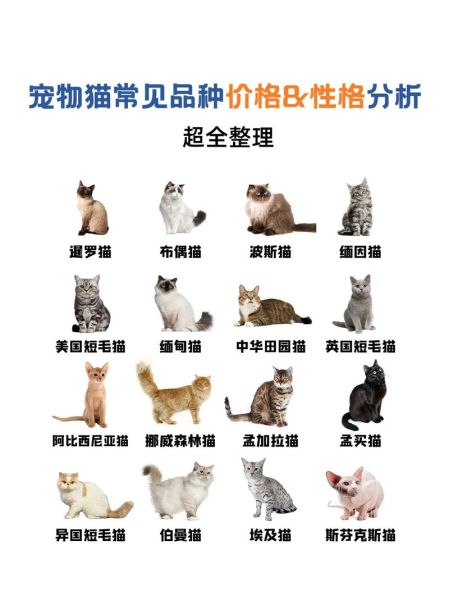 常见猫的品种大全,常见猫的品种特点