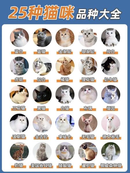 常见猫的品种大全,常见猫的品种特点