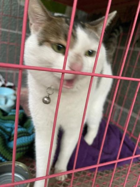怎么让猫不叫唤的声音,怎么让猫不叫乖乖在笼子里