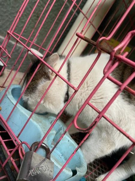 怎么让猫不叫唤的声音,怎么让猫不叫乖乖在笼子里