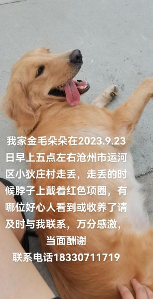 找狗很灵的方法狗已经丢了三天,找狗很灵的方法玄学
