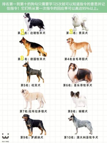 最笨的狗第一名,最笨的狗排名