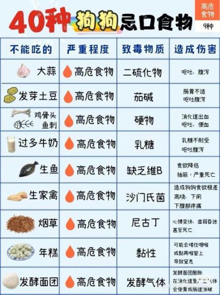 泰迪狗狗可以吃面条吗,狗狗忌口的食物一览表