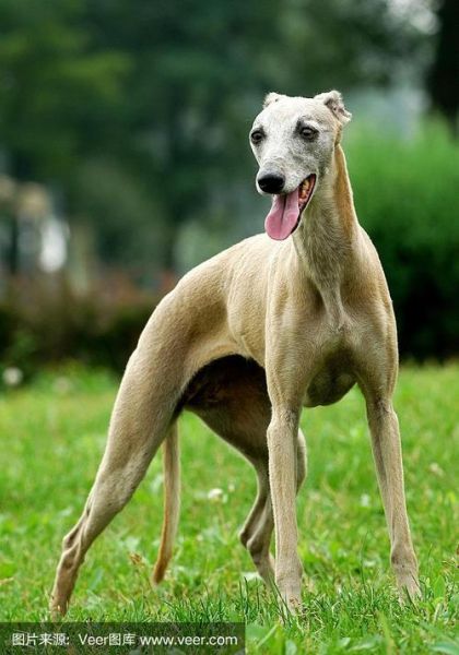 灵缇猎犬是禁养犬吗,灵缇猎犬图片