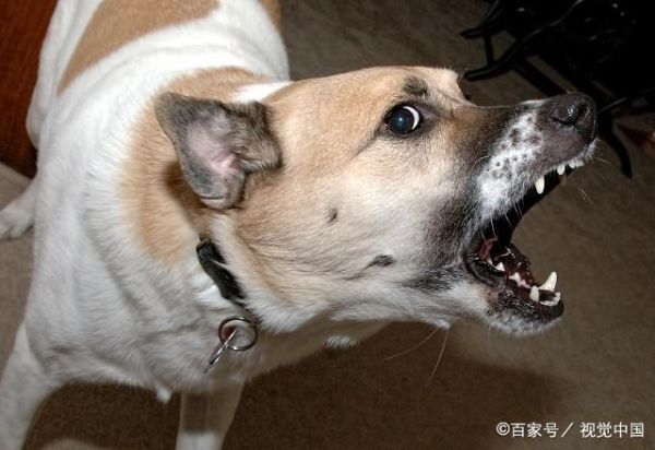 狗一直叫是什么征兆,狗一直叫怎么让它闭嘴
