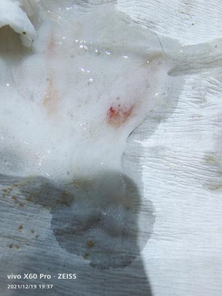 狗狗吐血了还有救吗,狗狗吐血是怎么回事