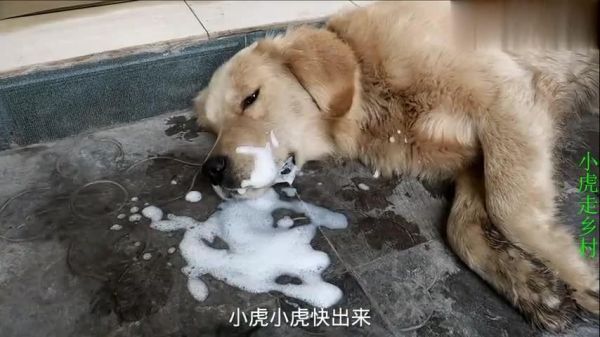 狗狗抽搐吐白沫还有救吗,狗狗抽搐是什么原因,该如何治疗