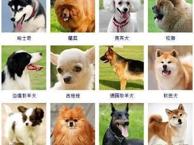 狗的名字霸气结实两个字,狗的名字霸气点的男孩