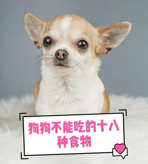 狗能吃面条吗吗,狗狗忌口的食物一览表