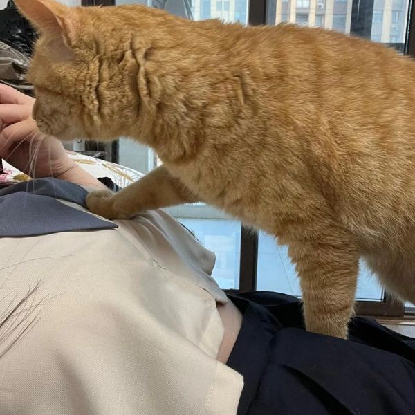 猫猫踩奶是表达什么意思,猫猫踩奶打呼噜什么意思