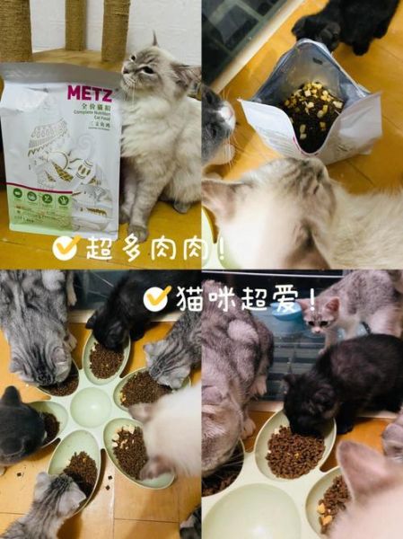 两个月小猫吃什么食物好(两个月小猫吃什么猫粮好)